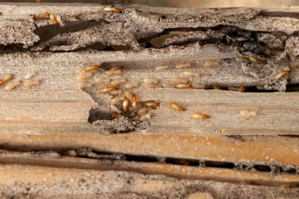 Trusted Sherwood, AR Pest Control Experts